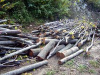 Potatura alberi comunali, possibilità di recuperare legna da ardere