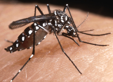Prevenzione e controllo di malattie trasmesse dalla zanzara tigre e altri insetti