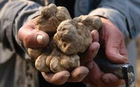 Dal 24 agosto 2015 è possibile ritirare i tesserini per la raccolta dei tartufi