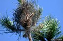 Processionaria del Pino Lotta contro il bruco della Processionaria del Pino e della Quercia