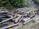 Potatura alberi comunali, possibilità di recuperare legna da ardere