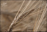 Ricostruzione. L'Amministrazione incontra gli agricoltori